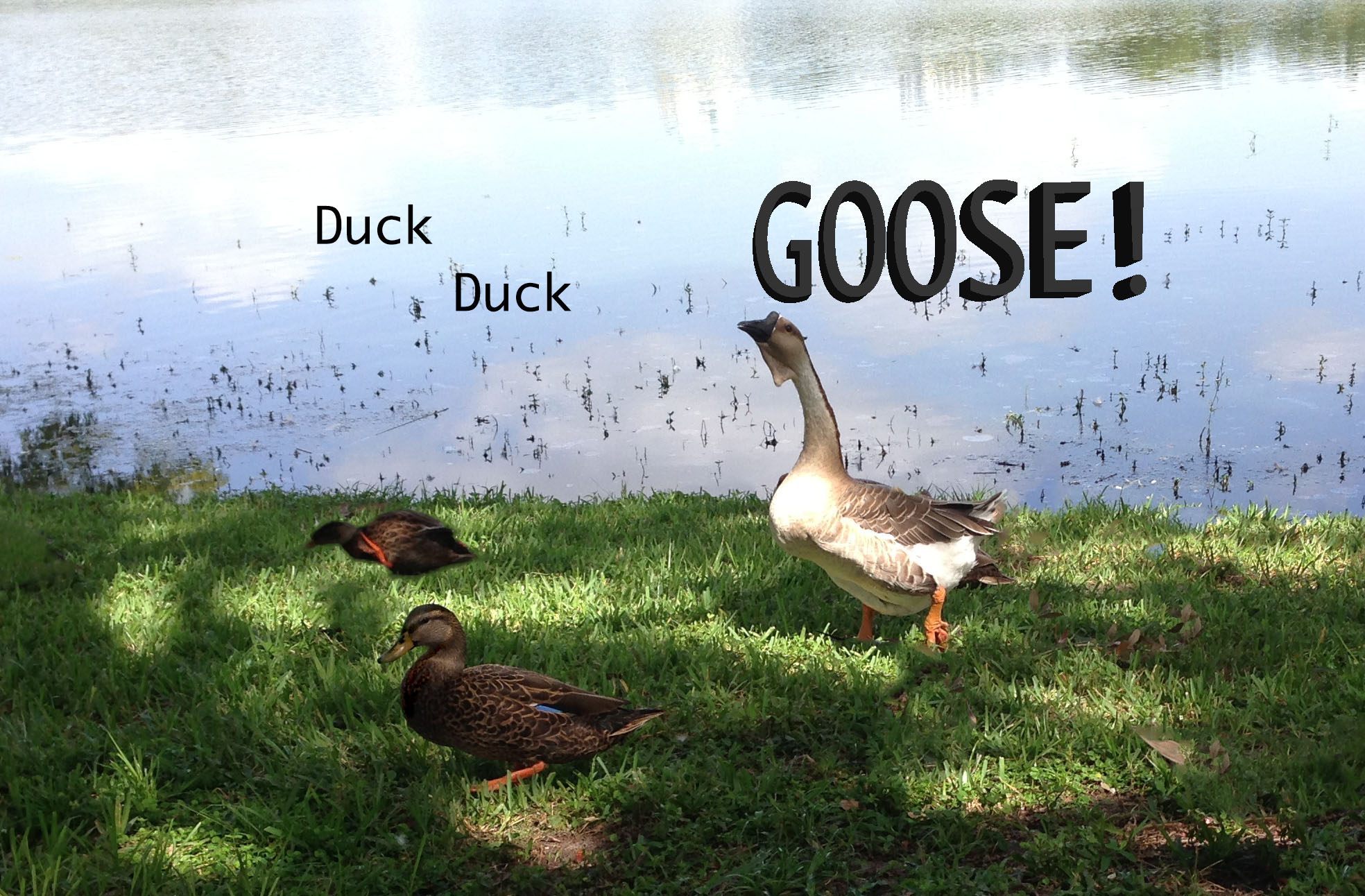 Duck Duck Goose Final